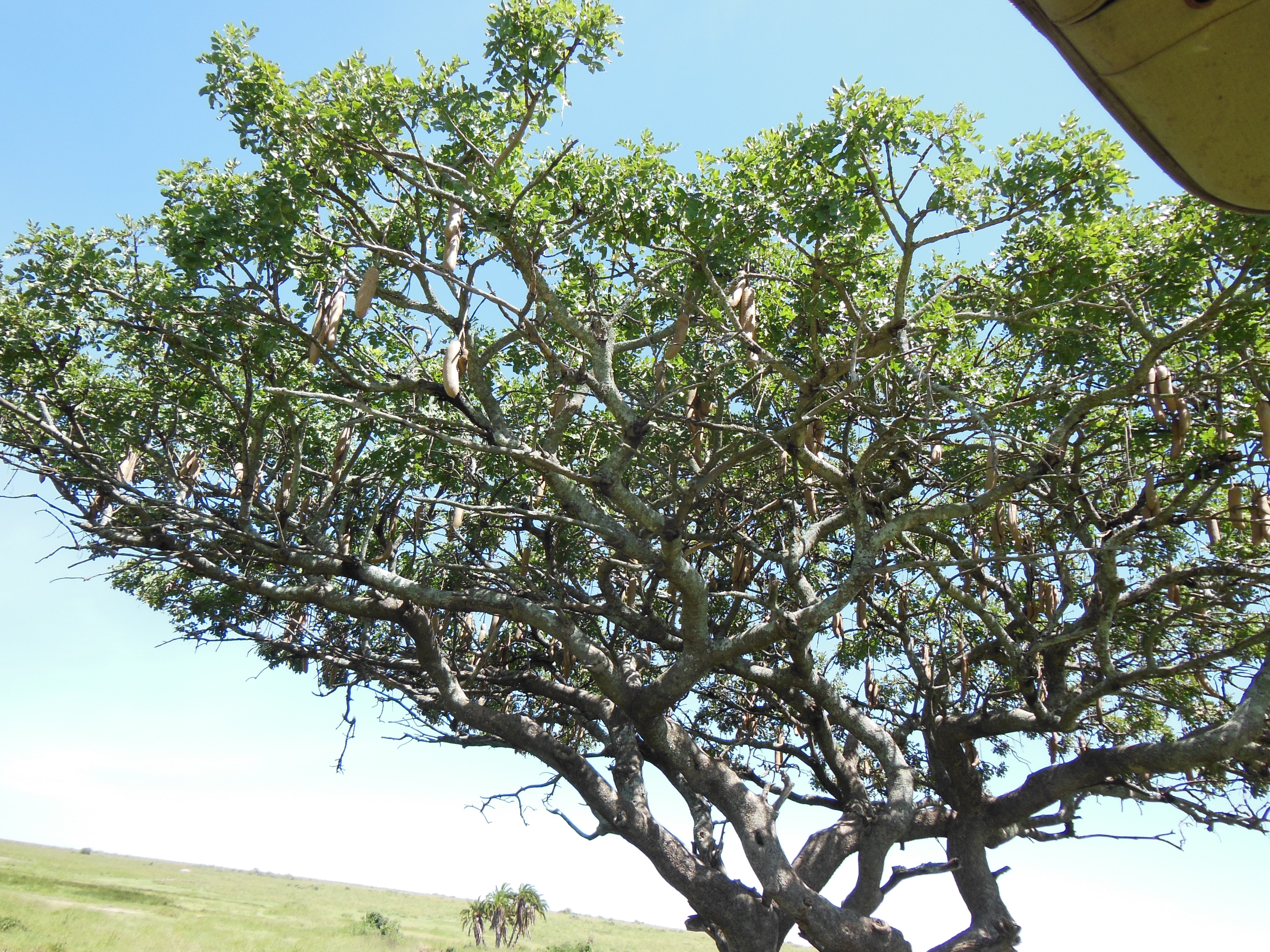 Sacque Tree Sausage Tree | Life Through Basia's Eyes